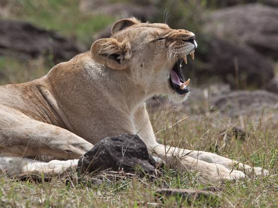 Lioness Roaring Lioness in the Maasai Mara roaring.