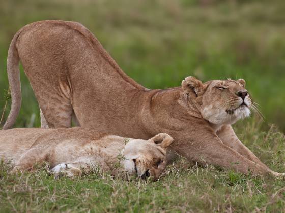 Lioness Stretching Lioness stretching in the Maasai Mara.