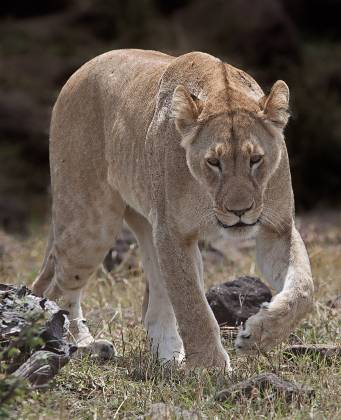 Lioness stalking prey Lions keep a low profile when stalking their prey.