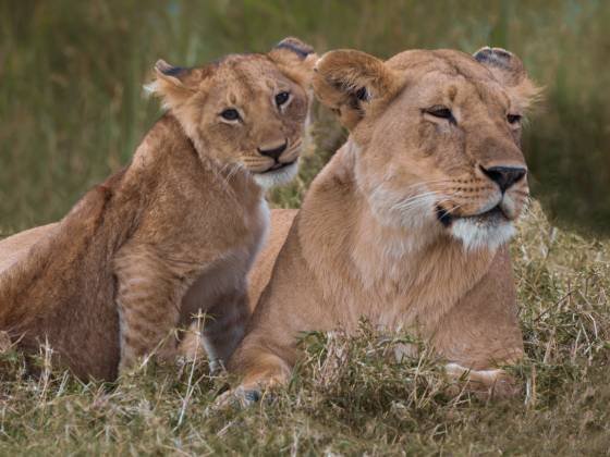 Mother and Child Lions The lioness is the primary caregiver for her cubs. She is responsible for nursing, grooming, and protecting them. Maternal care is crucial during the vulnerable...