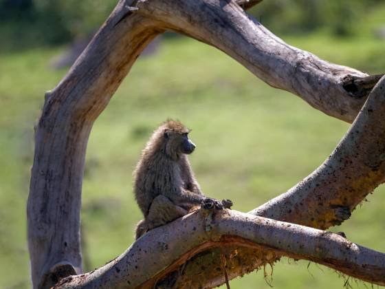 Framed Baboon Baboons are skilled climbers known to take to the trees to escape predators, for rest and sleep, for forage, and to surveil their surroundings.