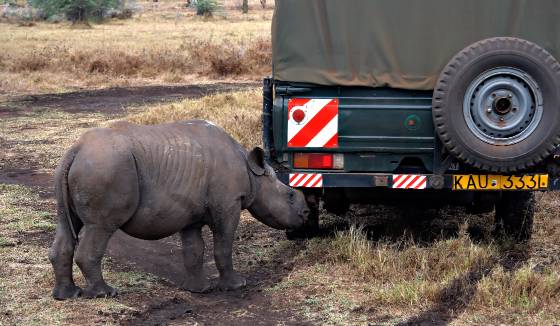 A Rhino named Elvis Young rhino at the Lewa Downs Conservancy in Kenya.