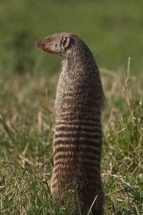 Banded Mongoose Banded Mongoose examining its surroundings.Mongooses may stand up on their hind legs to gain a better vantage point, especially when they sense potential...