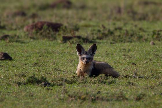 Bat-eared Fox The most notable feature of the bat-eared fox is its large ears, which can measure up to 6 inches in length. The ears are thin, erect, and have a prominent dark...