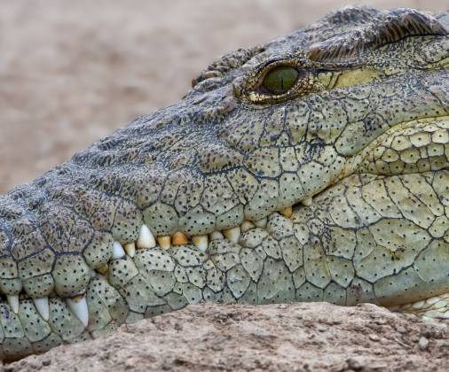 Crocodile Teeth Crocodiles have strong jaws with sharp teeth designed for gripping and tearing. Their bite is one of the strongest in the animal kingdom. Crocodile teeth are...