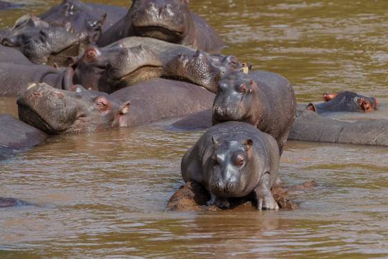 Hippo Pod or Bloat A group of hippos is known as a pod or bloat. In water, they often rest on each other. Grouping helps regulate their body temperature, protect their skin from...
