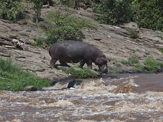 Hippo entering the water Hippos spend much of their time submerged in water to regulate their body temperature and protect their sensitive skin from the sun. Despite their seemingly...