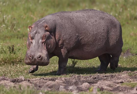 Hippopatamus Hippos spend much of their time submerged in water to regulate their body temperature and protect their sensitive skin from the sun. Despite their seemingly...
