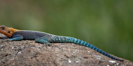 Male Rock Agama Rock agamas are commonly found in rocky areas, including savannas, cliffs, and rocky outcrops. They often have a mix of blue, red, orange, and green hues,...