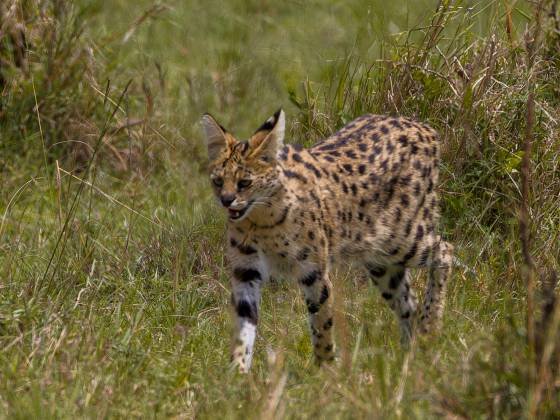 Serval Cat Serval Cat seen in the Maasai Mara, Kenya