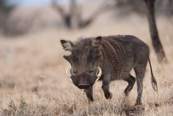 Warthog 1 Warthog seen in Lewa Downs. They also have two pairs of tusks, with the upper tusks being particularly long and curving.