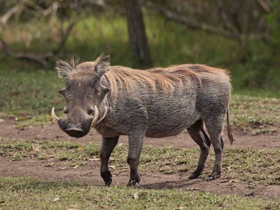 Warthog 2 Warthog seen in the Maasai Mara.They also have two pairs of tusks, with the upper tusks being particularly long and curving.