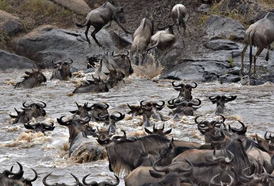 Wildebeest Crossing the Mara 2 Wildebeest Crossing the Mara River from Kenya to Tanzania.