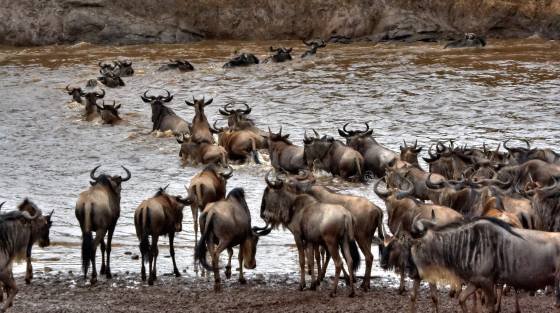 Wildebeest Crossing the Mara 5 Wildebeest Crossing the Mara River from Kenya to Tanzania.