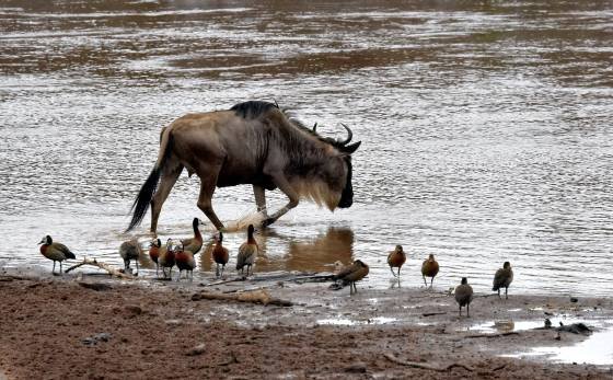 Wildebeest and White faced Whistling Ducks Wildebeest and White faced Whistling Ducks on the shore of the Mara River.
