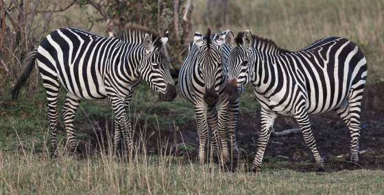 Zebra Dazzle The term 
