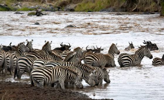 Zebra Crossing Zebras often accompany wildebeests during river crossings as part of the annual migration in East Africa. As shown in this image, zebras usually cross just...
