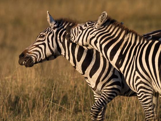 Zebras Fighting 1 Zebras fight during disputes over resources, territory, or mating rights. Zebras use various techniques during fights, including biting, kicking, and striking...