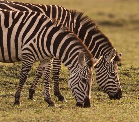 Zebras in Tandem Zebras are primarily grazers, meaning they mainly feed on grass. They have adapted to cropping grass near the ground using their front incisor teeth and a...