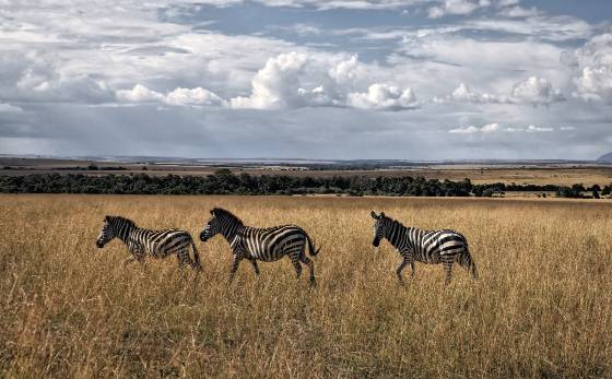 Zebras out for a Walk Zebras stroilling in Maasai Mara National Park, Kenya.