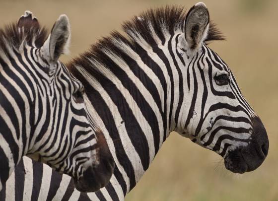 Zebras Zebras taking a break to surveil their surroundings.
