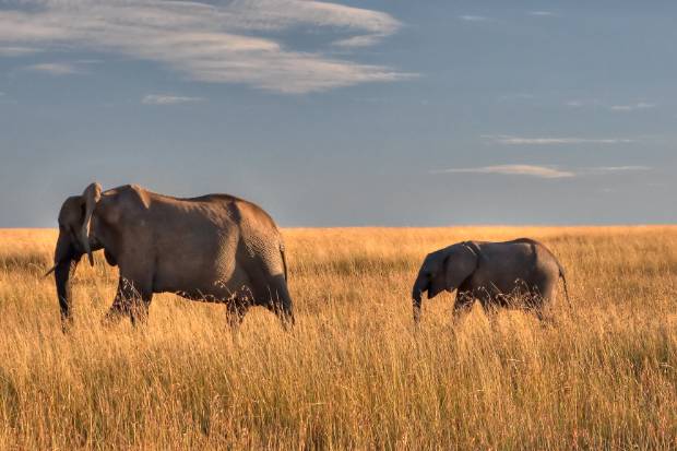 Elephants