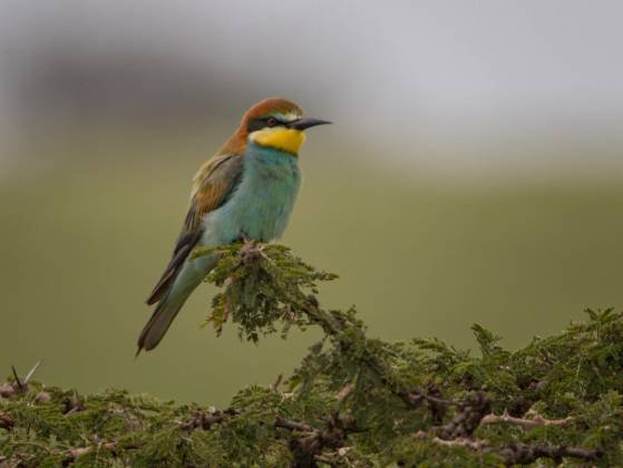 European Bee-eater 2 European Bee-eater seen in the Maasai Mara, Kenya.