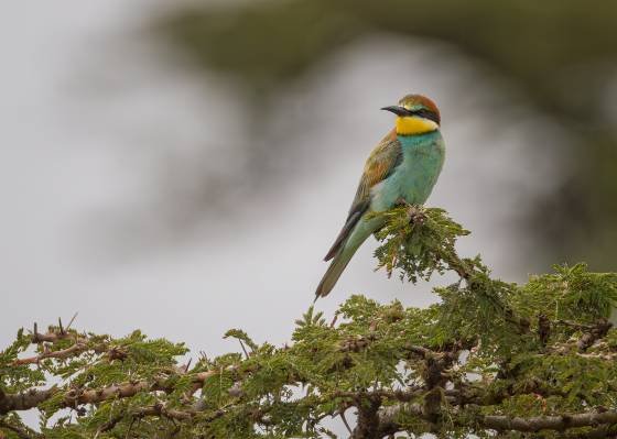 European Bee-eater European Bee-eater seen in the Maasai Mara, Kenya.