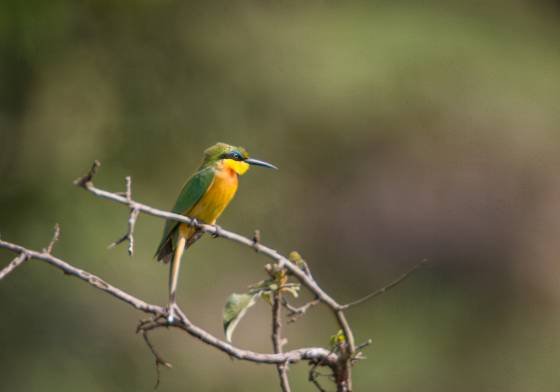 Little Bee-eater No 2 Little Bee-eater seen in the Maasai Mara, Kenya.