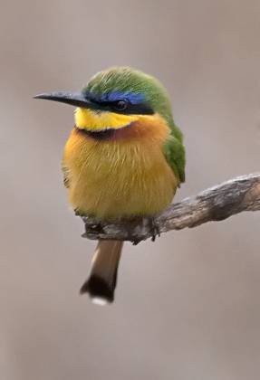 Little Bee-eater Little Bee-eater seen at Lewa Downs, Kenya.