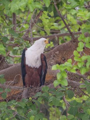 African Fish Eagle African Fish Eagle seen in the Maasai Mara, Kenya.