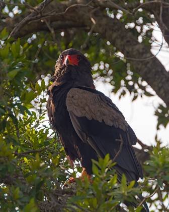 Immature Bateleur Eagle 2 Immature Bateleur Eagle 2 seen in the Maasai Mara, Kenya.