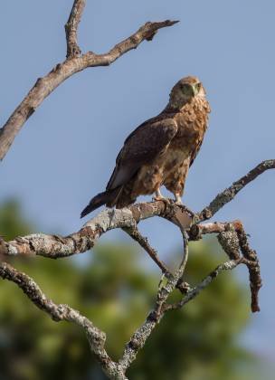 Immature Bateleur Eagle Immature Bateleur Eagle seen near the Mara River Lodge in Kenya