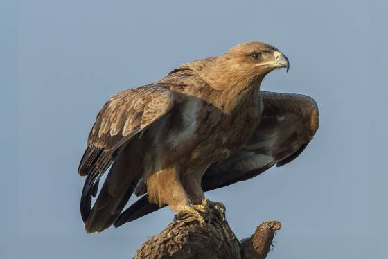 Tawny Eagle No 2 Tawny Eagle seen in the Maasai Mara, Kenya.
