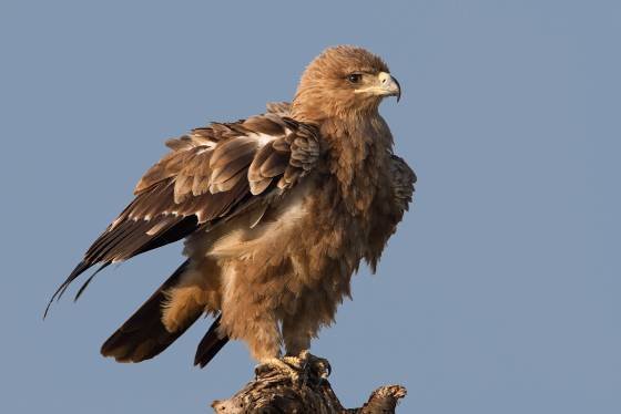 Tawny Eagle Tawny Eagle seen in the Maasai Mara, Kenya.