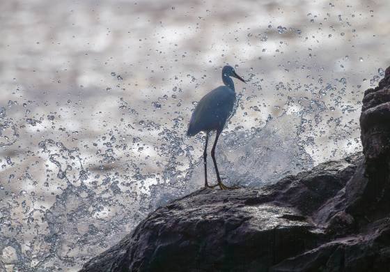 Egret getting Soaked Egret on the shore of Mfangano Island getting splashed on by waves in Lake Victoria.