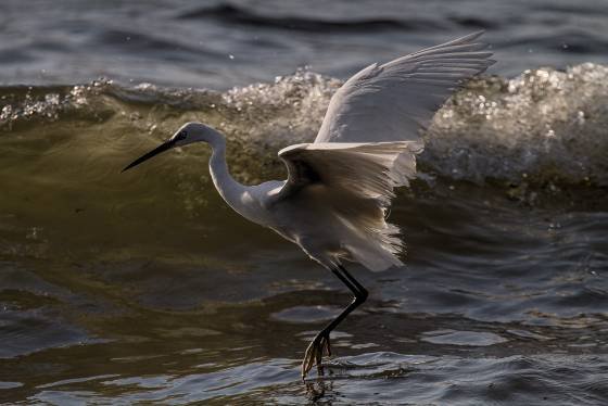 Little Egret No 4 Little Egret seen at Lake Victoria near Mfangano Island, Kenya.