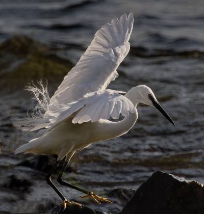 Little Egret No 5 Little Egret seen at Lake Victoria near Mfangano Island, Kenya.