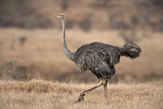 Female Ostrich Running Female Ostrich running from a male whi was chasing her. Female ostriches can be selective in choosing a mate. They may not show immediate interest and may seem...