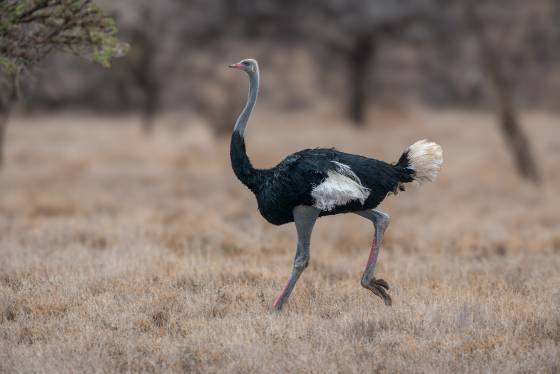 Male Ostrich Chasing Female - Not shown Male Ostrich running after a mate (not shown).