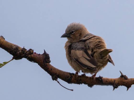 Grey-capped social weaver Grey-capped social weaver seen in the Maasai Mara, Kenya.
