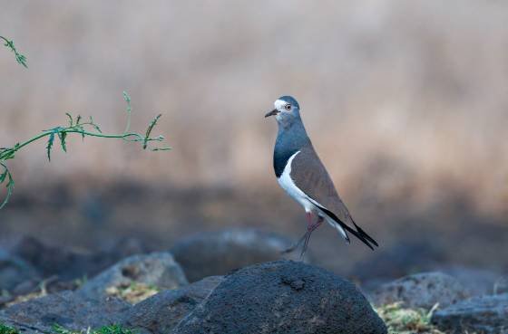 Black Winged Lap Wing Plover Black Winged Lap Wing Plover seen at Lewa Downs in Kenya