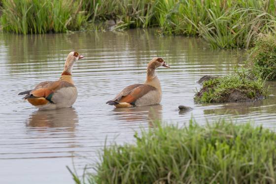 Egyptian Geese Egyptian Geese seen in the Maasai Mara, Kenya.