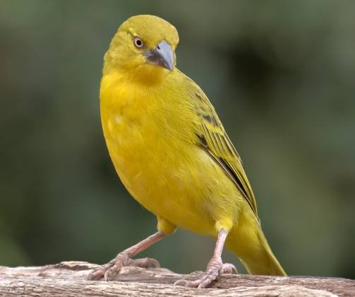 Golden Weaver Golden Weaver seen in the Maasai Mara, Kenya.