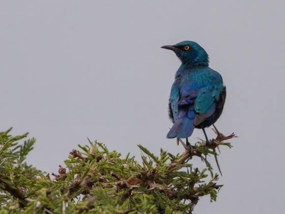 Greater Blue-eared Starling Greater Blue-eared Starling seen in the Maasai Mara, Kenya