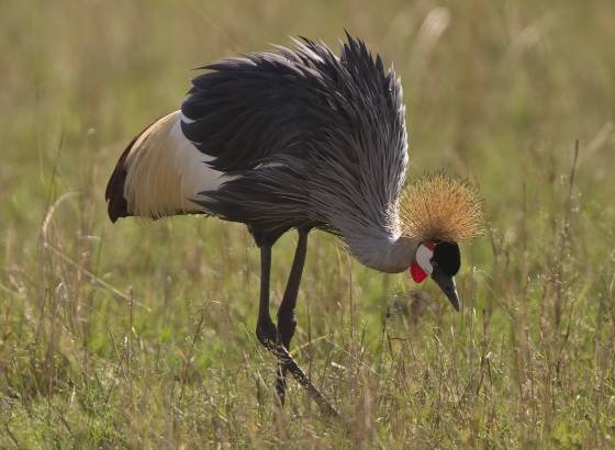 Grey Crowned Crane No 4 Grey-crowned Crane seen in the Maasai Mara, Kenya.