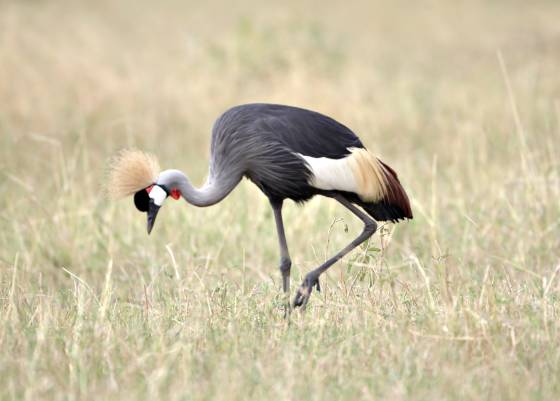 Grey-Crowned Crane Grey-Crowned Crane sen in the Maasai Mara, Kenya.