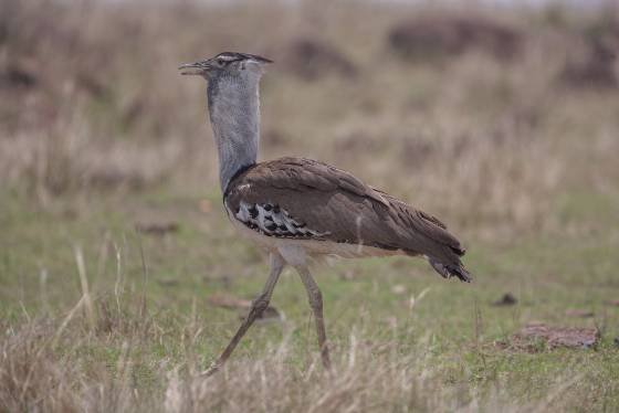 Kori Bustard No 2 Kori Bustard seen in the Maasai Mara, Kenya.