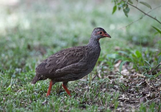 Red-necked Spur Fowl Red-necked Spur Fowlseen at teh Maasai Mara, Kenya