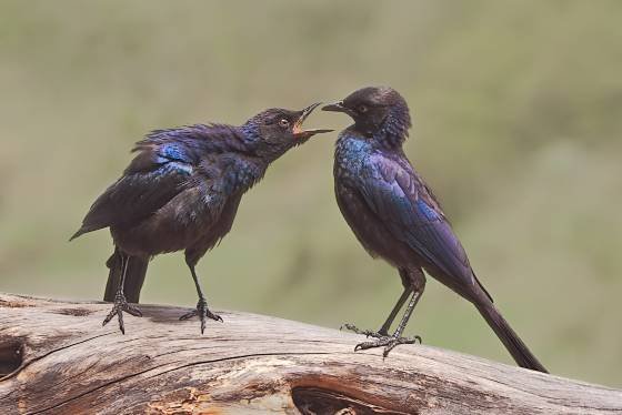 Rupells Long-tailed starling dressing down Ruppells Long-tailed Starling berating another straling.